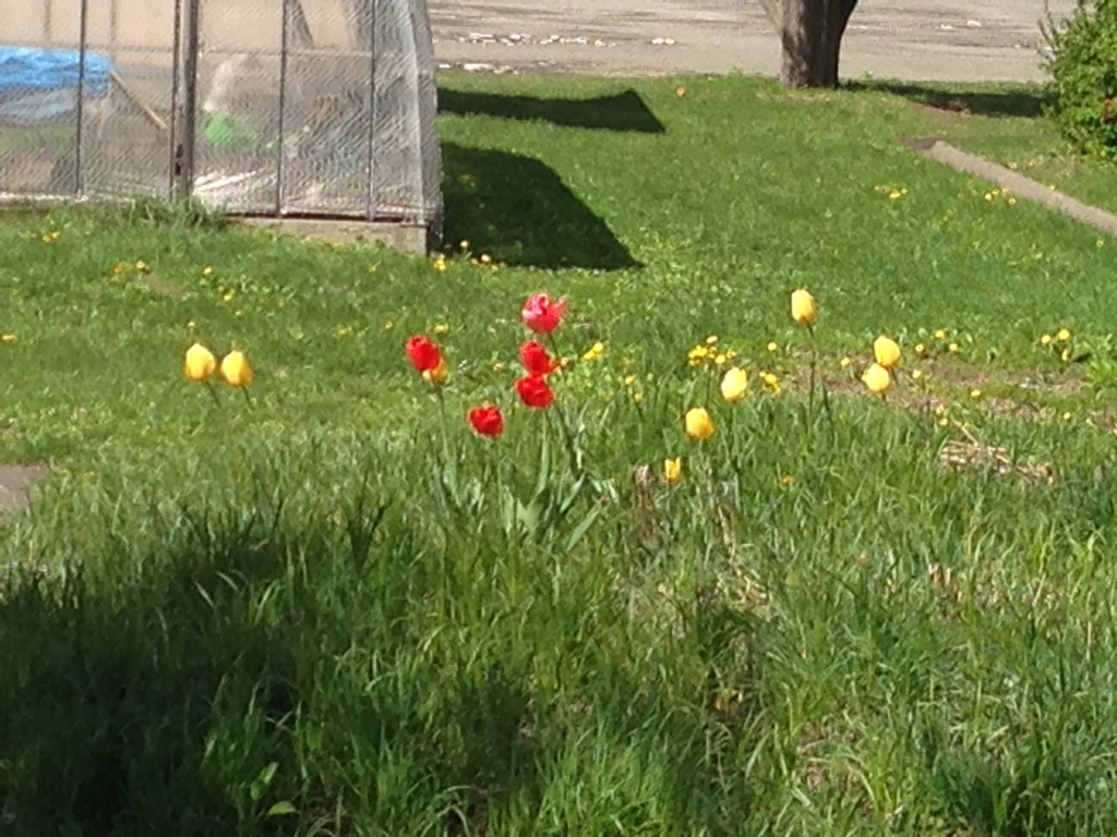 小学校裏の草山には、クロッカスや今はチューリップが咲いています♪