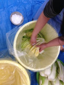 白菜の根元に塩を塗り込んでいきます。