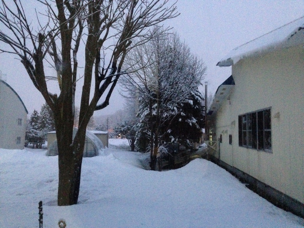 助産院の裏はすっかり冬に逆戻り(>_<)