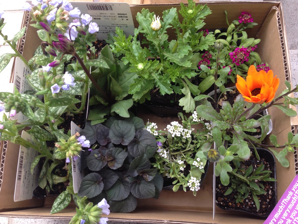 気分が上がるようにお花買ってみました♪