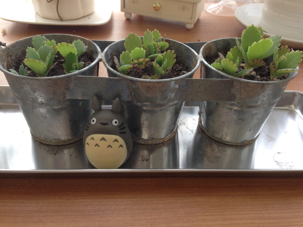 妹から株分けしてもらった子宝草。春はこんな感じでした♪