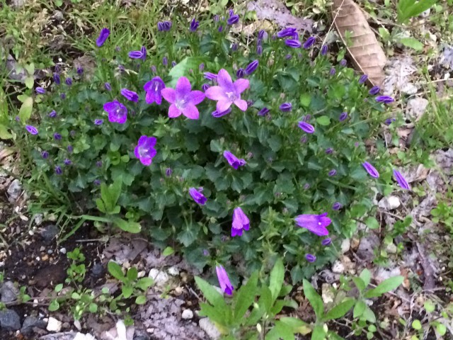 いきなり円座の絵は出せないので、庭のお花を✿